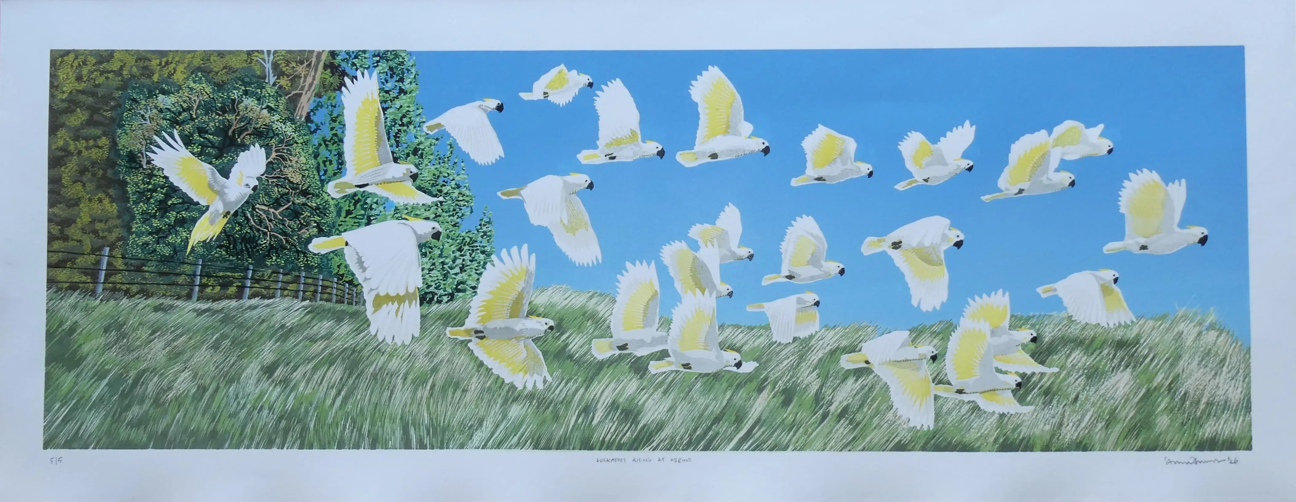 COCKATOOS (Edit) (Edit)